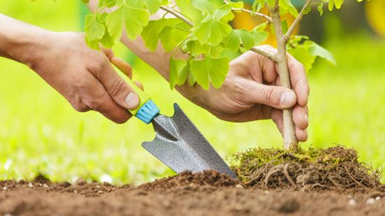 Mano plantando un árbol