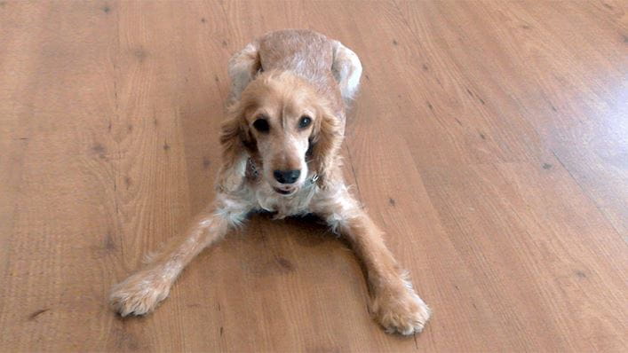 HomeServe parquet tarima mantenimiento trucos ideas consejos parquetista entarimador perro